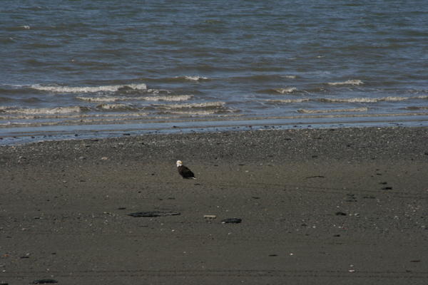 EAGLE ON BEACH