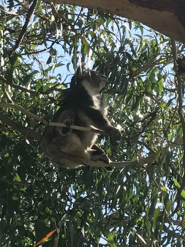 Koala by Grey river Road.
