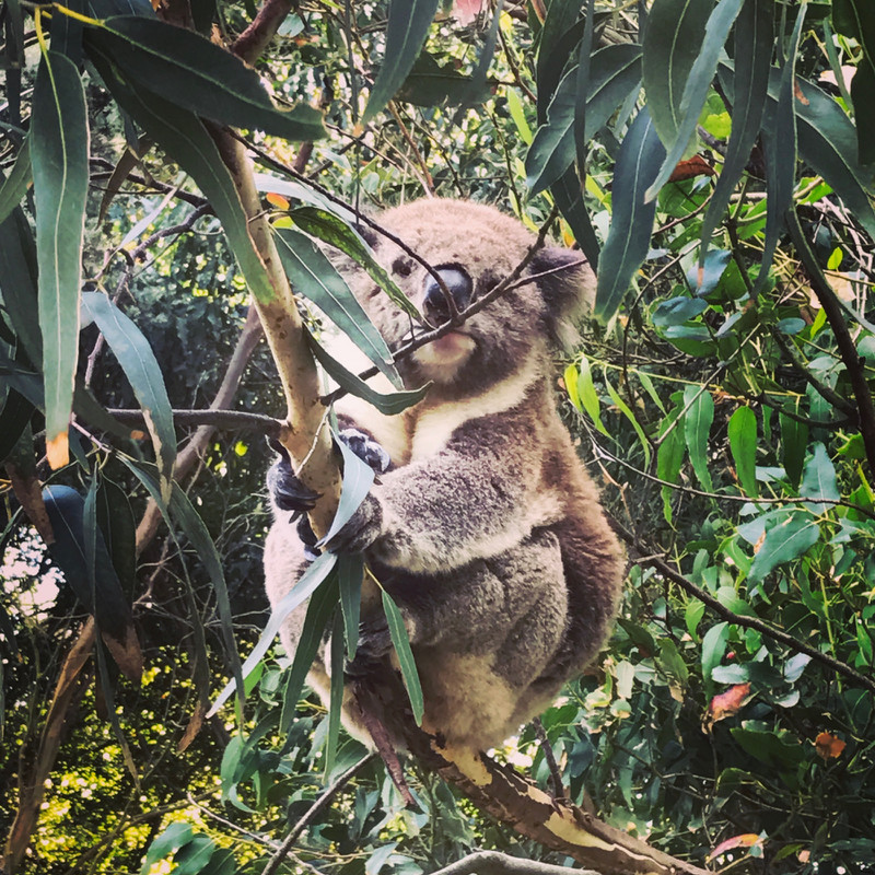 Koala in Otway Park