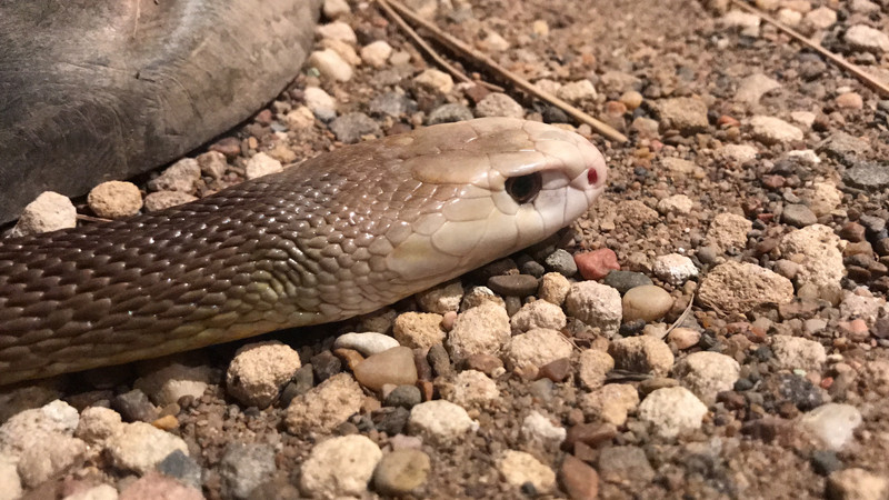 Snake in Australian Reptile Park