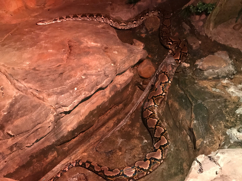 Huge Snake at Australian Reptile Park