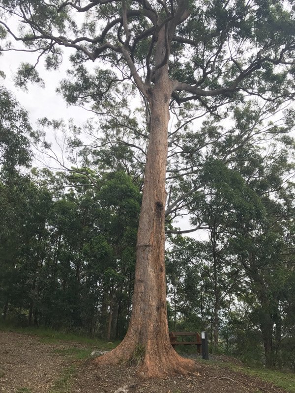 Huge Tree Koror Lookout