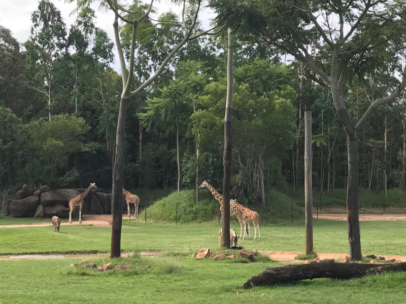 Girafffes