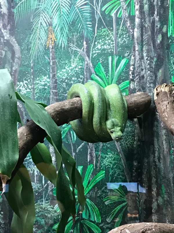 Curled up snake