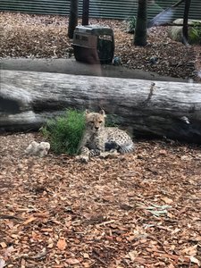 Baby Cheetah