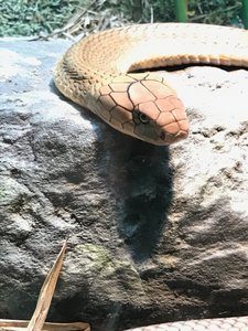 Close up snake