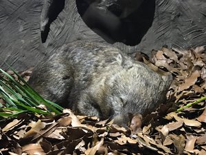 Sleeping wombat
