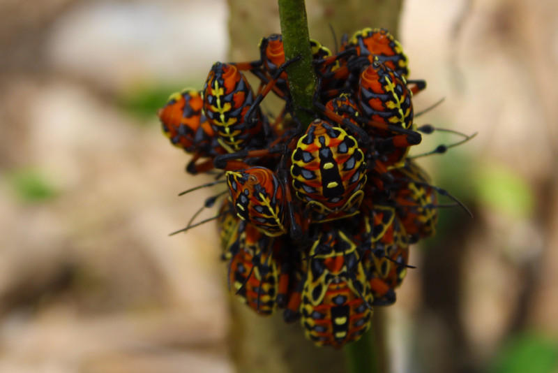 A Cluster of Bugs