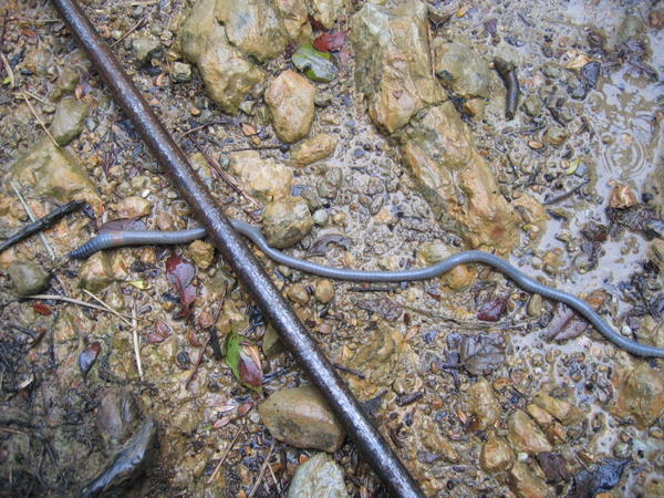 mountain worm