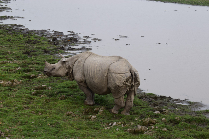 The one horned rhino