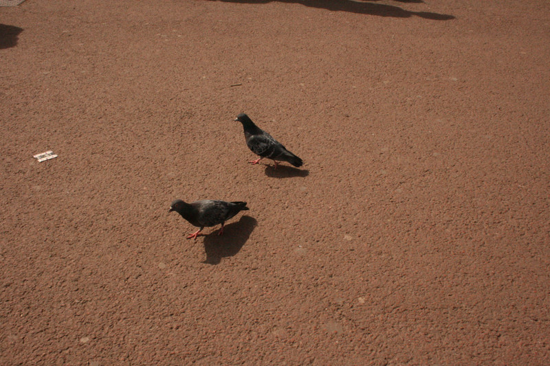 Pigeons!