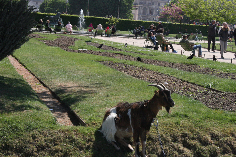 A goat in the Jardin De Tullieries