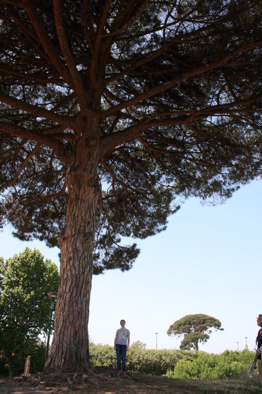 Tall tree atop Pompeii ruins