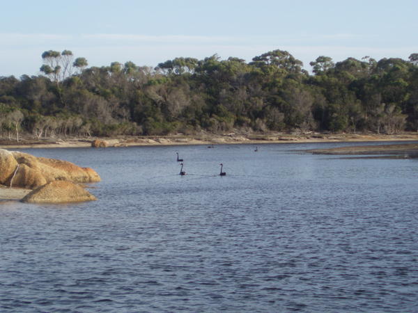 Swans in a lagoon - Mt. William