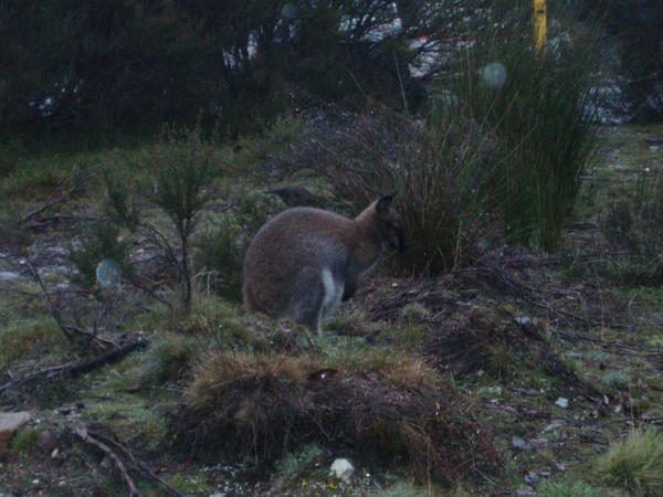 Wallaby in the parking lot
