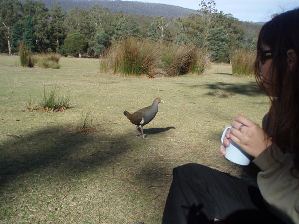 Tea break with a bird