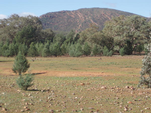 Kangaroo in Fanan