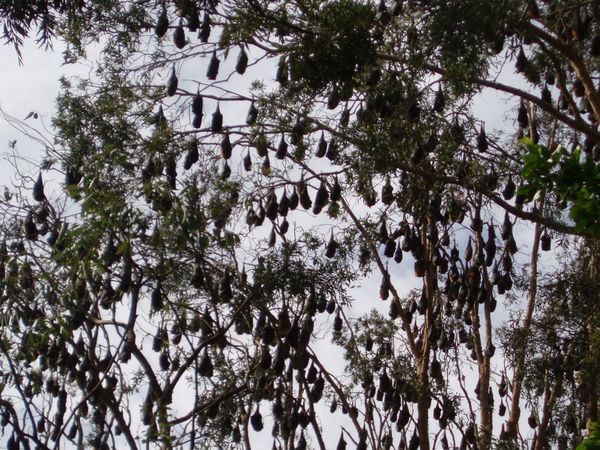 More Bats
