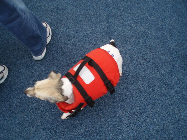 A dog is prepared to hunt whales