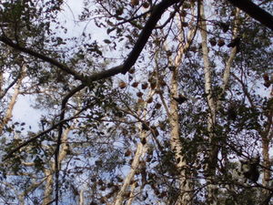 Bats growing on a tree