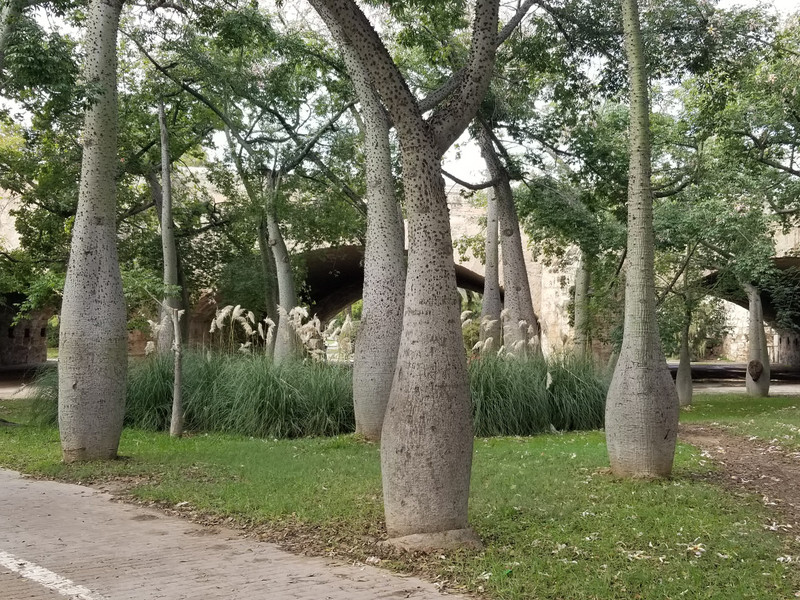 Unusual Trees in the Turia Park