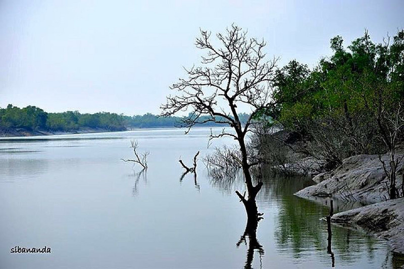 Awesome scenic Sundarbans