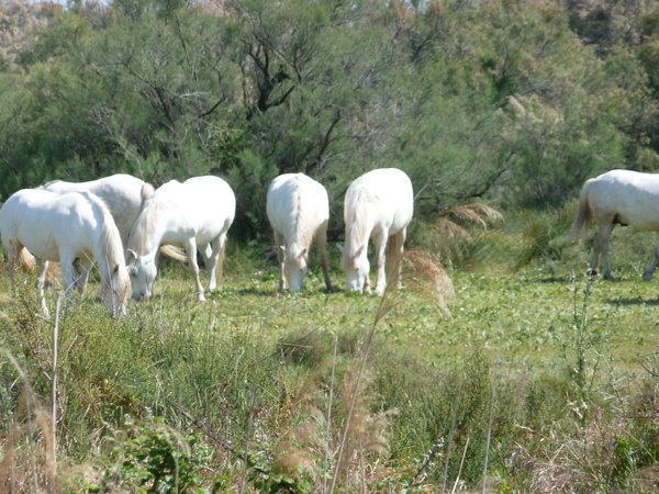 Wild Horses in Carmargue