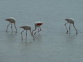 Flamingoes in Saltmarshes