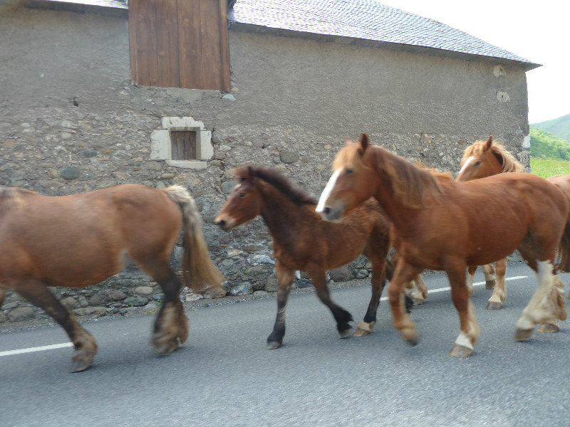 Horses following the little girl