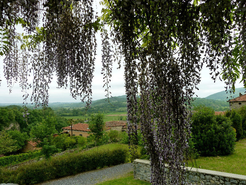 Looking through the wisteria