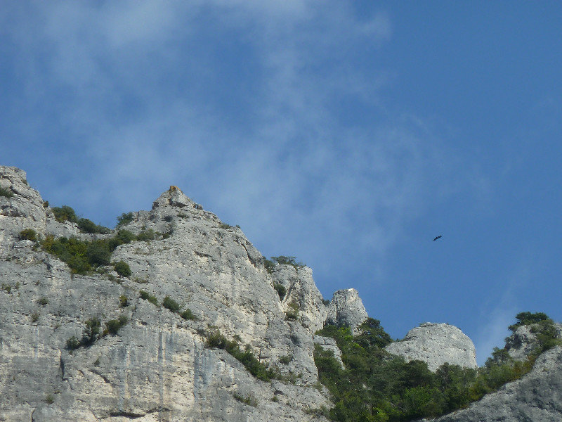 Eagles soaring over the Gorges