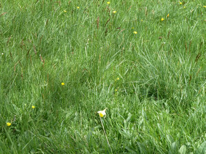 Mini daffodils