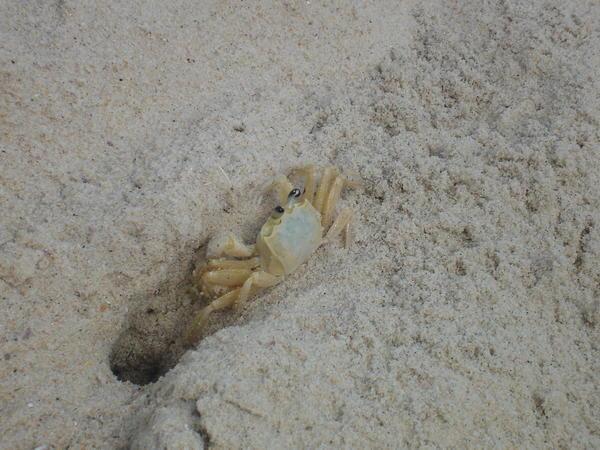 the beach  - little crab
