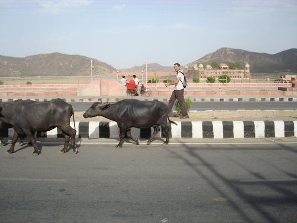 Corriendo con búfalos en las afueras de Jaipur...