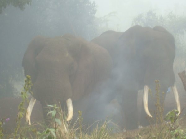 Elefantes en el campamento, antes de que nos persigan....
