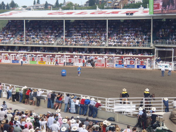 Bull Racing at the Rodeo