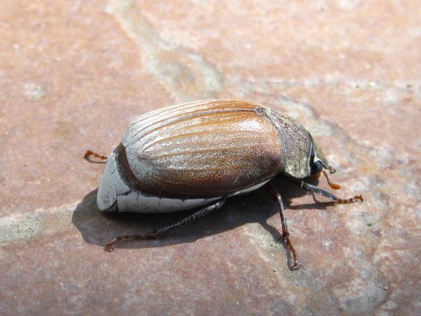 Beetle.. close up