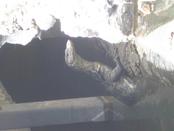 Close up (dodgey image) of a monitor lizzard outside our GH