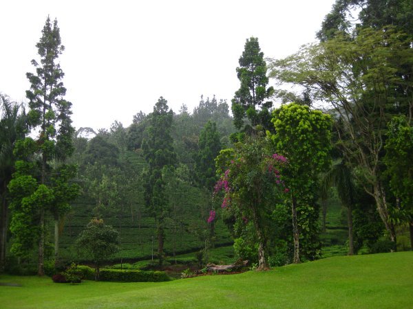 View of the tea plantation