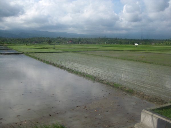Passing rice fields on the way from Java to Bali