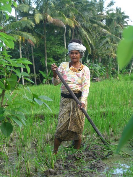 Women working in the rice fields (we had to give a 'donation' after taking this picture!!!