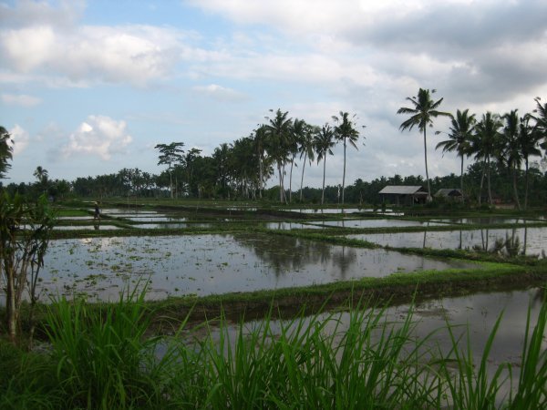 More rice fields
