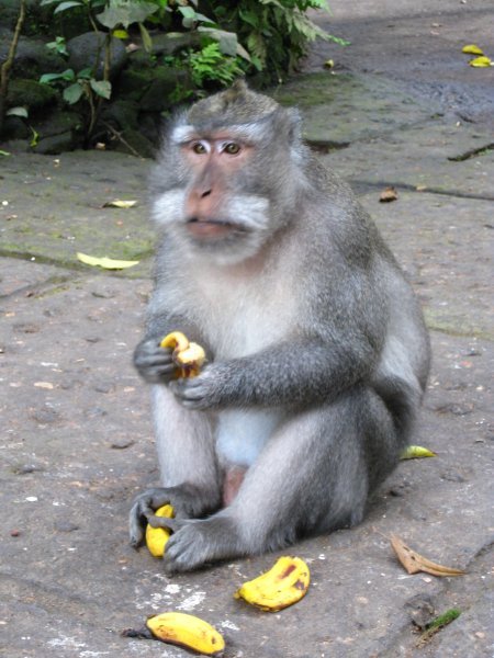 Dinner time at Monkey forest
