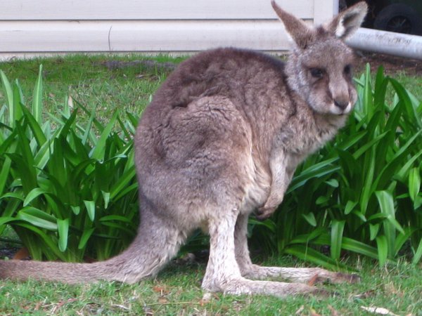 Our first Kangaroo