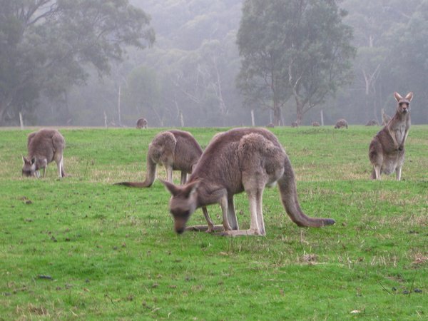 Kangaroo's in a field