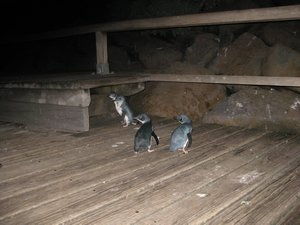 Penguins at St Kildas