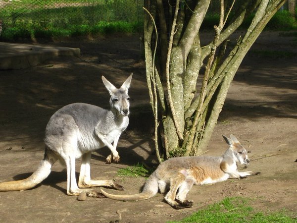 Kangaroos chillin 