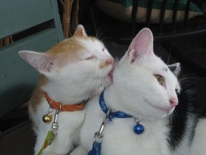 Cats in love at our guesthouse