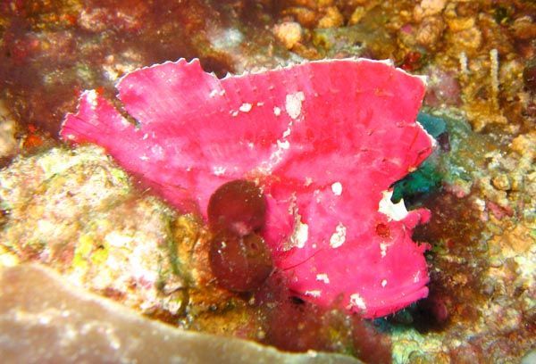 Pink Leaf fish