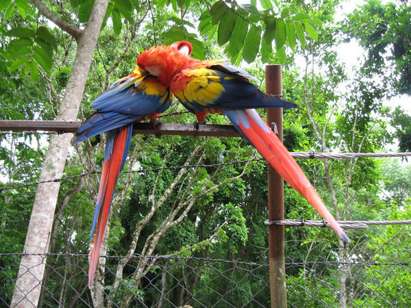 Macaws guarding the gate of Copan Ruinas